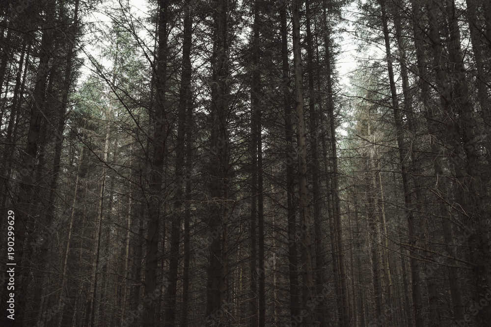 Fototapeta premium Dark woods 