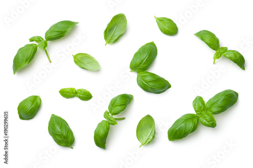 Fotomurale Basil Leaves Isolated on White Background