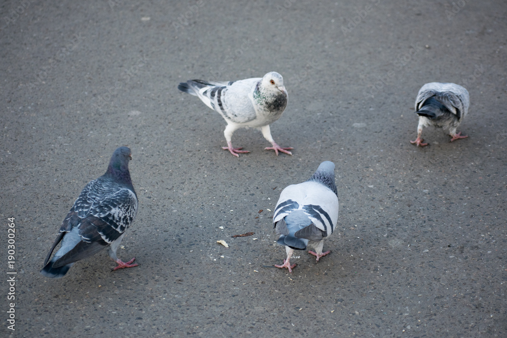 Fototapeta premium Pigeon party on sidewalk