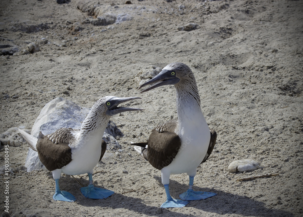 A female and male Blue Footed Booby appear to communicate during mating season. A female and male Blue Footed Booby appear to communicate during mating season.