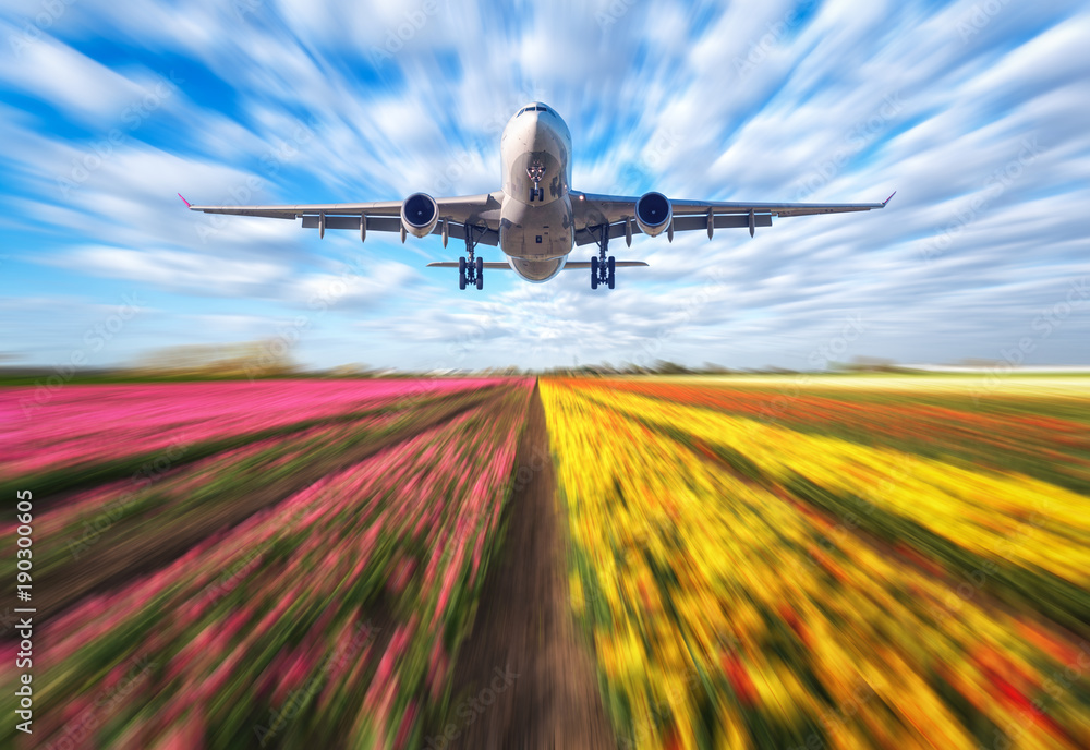 Obraz premium Airplane in motion. Landscape with passenger airplane is flying in blurred blue sky with clouds over the flowers field at sunset. Passenger airliner is landing. Commercial plane and blurred tulips