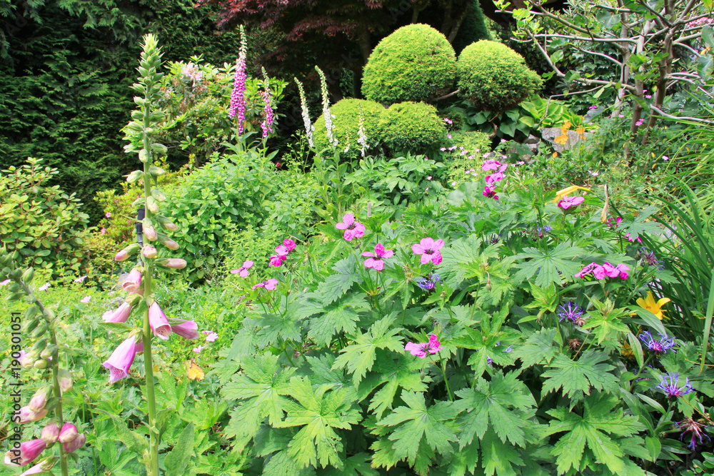 Perennial garden Perennial garden