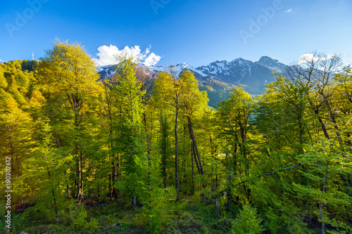 Green fresh trees grow on the slopes against the backdrop of snow-capped peaks on a sunny bright day with a blue clear sky with beautiful clouds. Summer spring forest mountain landscape, Sochi Russia. © Valery Bocman
