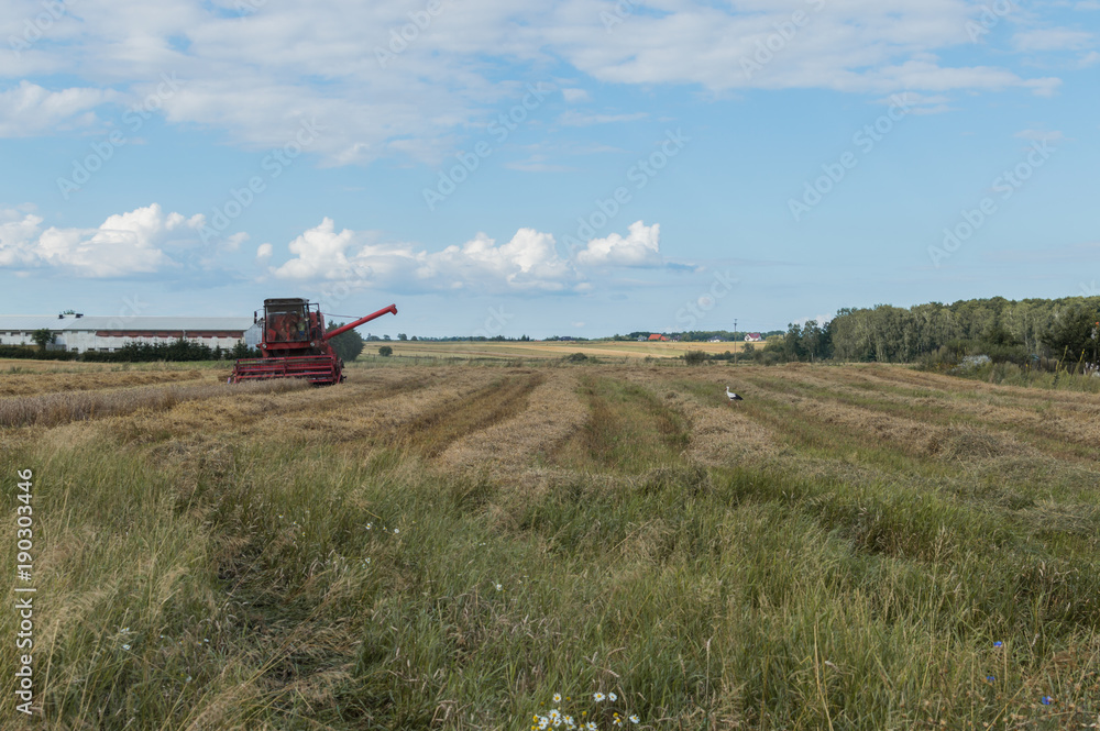 Grain is being cut by combine-harvester during harvest time in summer in Poland Grain is being cut by combine-harvester during harvest time in summer in Poland