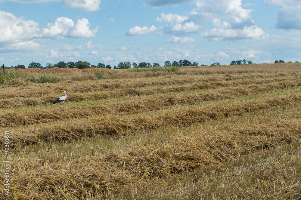 Fototapeta premium stork on a freshly cut cereal field