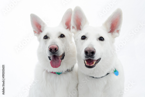 White German Shepherd Pair