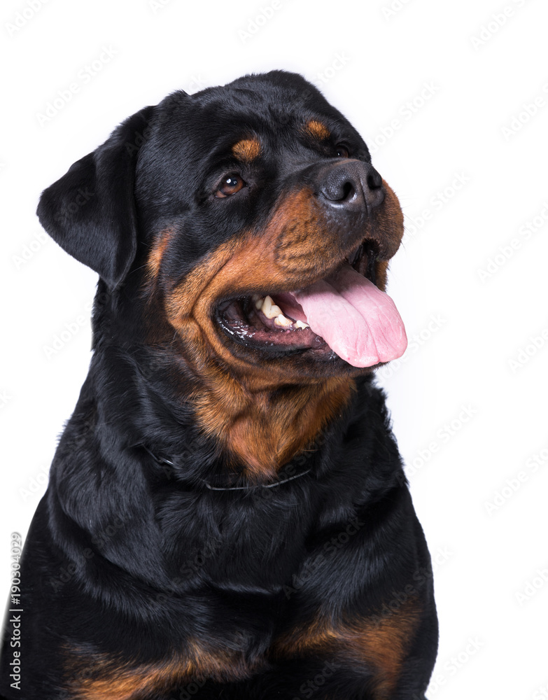 Rottweiler dog lisolated on white background