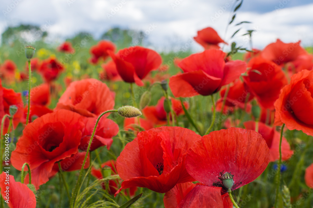Obraz premium Field full of red poppy flowers