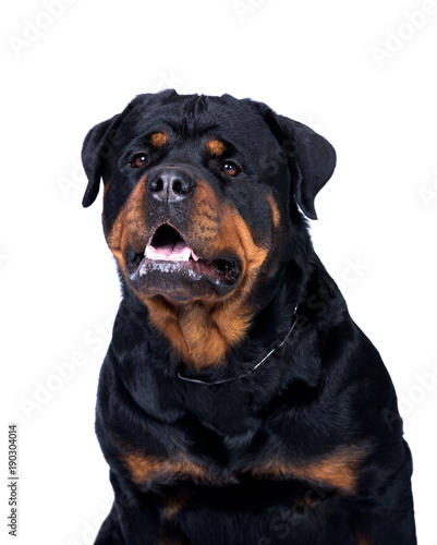 Fototapeta Naklejka Na Ścianę i Meble -  Rottweiler dog lisolated on white background