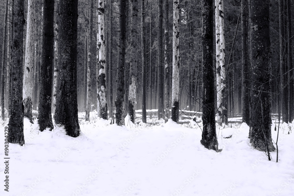 The trees in gloomy black and white winter forest. The trees in gloomy black and white winter forest.