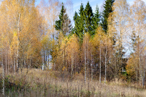Beautiful forest landscape in autumn.