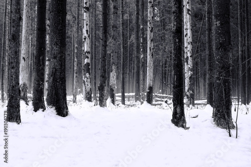 The trees in gloomy black and white winter forest.