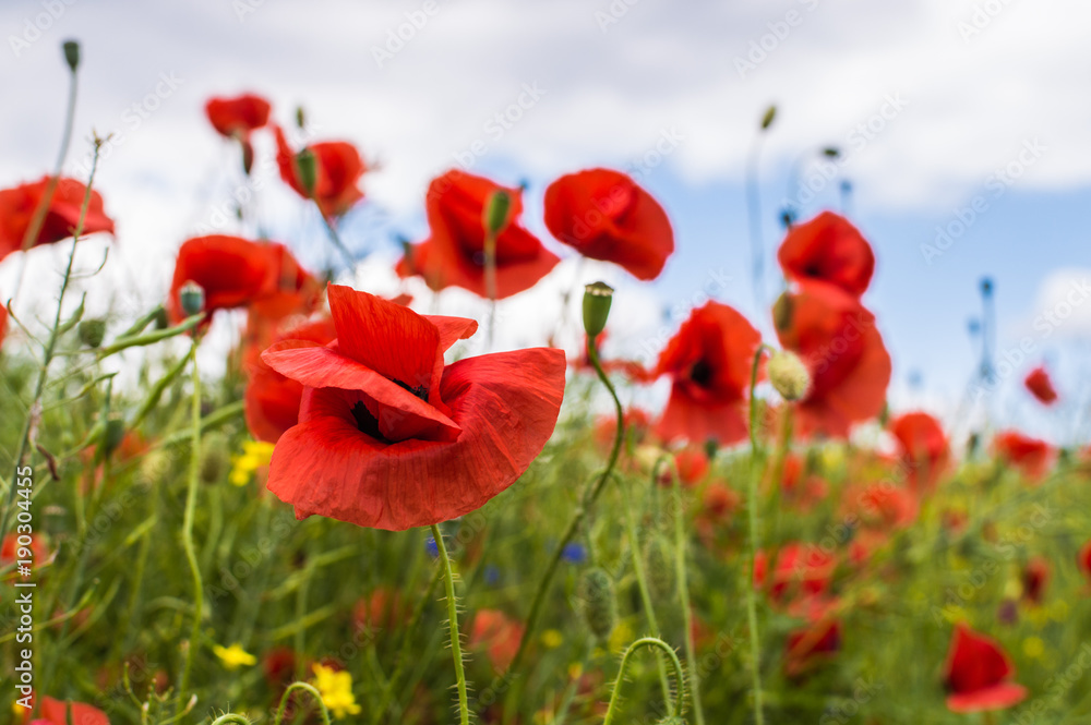 Fototapeta premium Field full of red poppy flowers