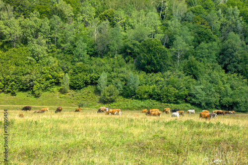 Farm animals in nature