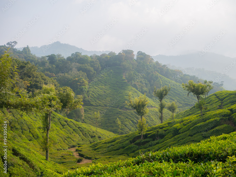 Fototapeta premium Tea plantations in Munnar Kerala, India