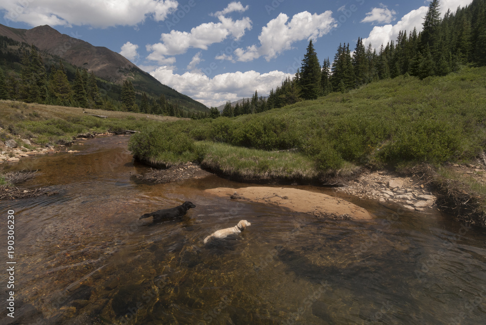 Dogs Swimming in Colorado Highcountry