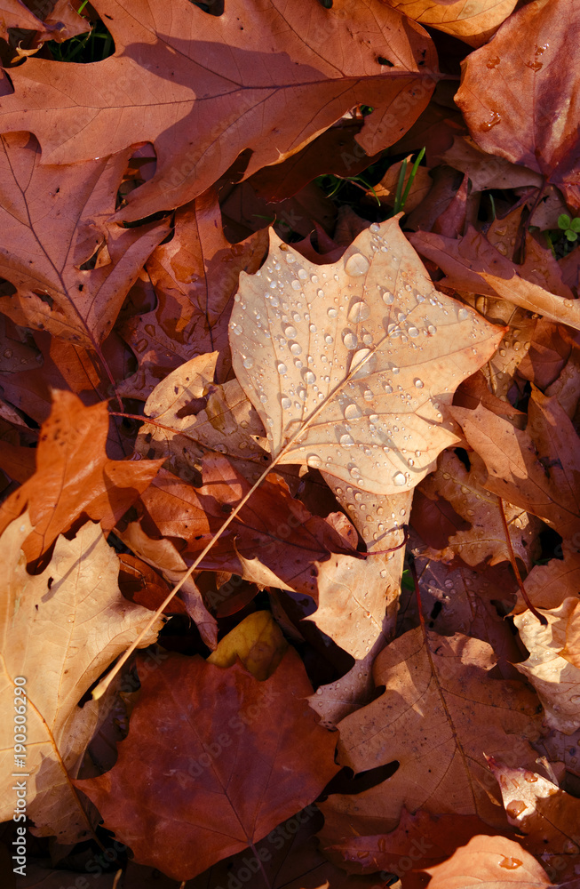 Plants: Water drops on autumn leaves shining in the October sun Plants: Water drops on autumn leaves shining in the October sun