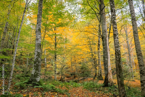 Forest in Yedigoller National Park, Turkey