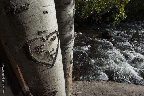 Wallpaper Mural Heart Carved in Tree Torontodigital.ca