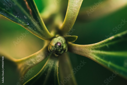 Macro shot of a budding green plant from late winter whilst in a lively botanical garden.
