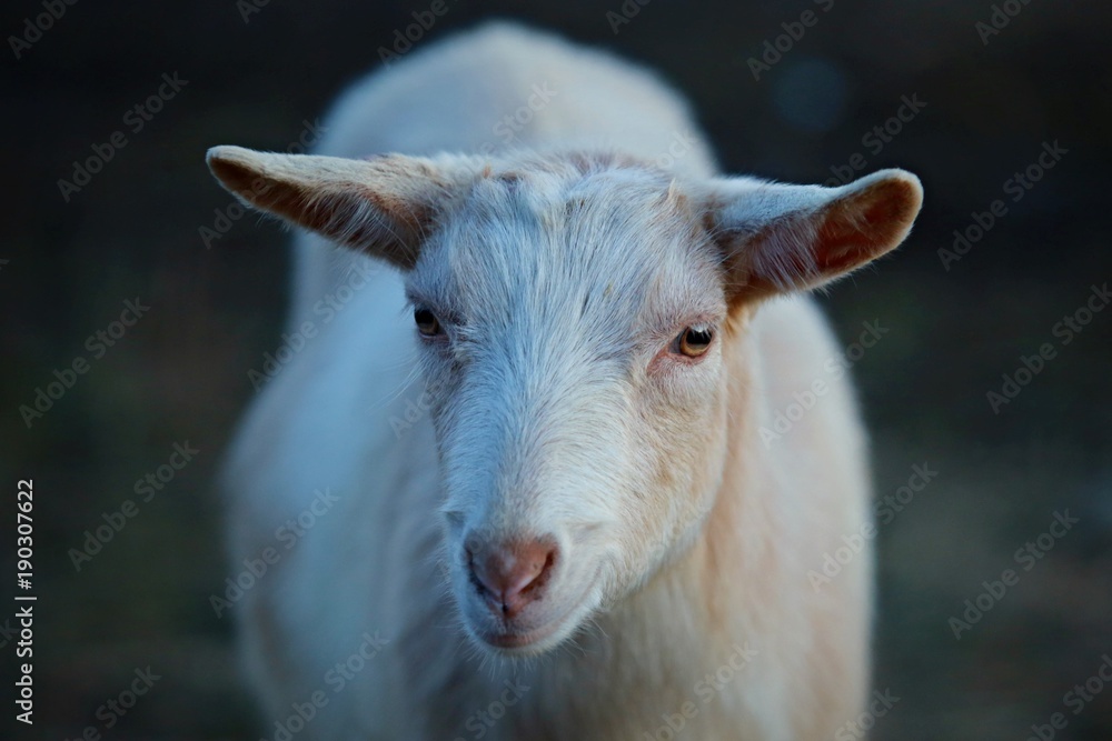 Close up portrait of young white goat with little horns on a pasture