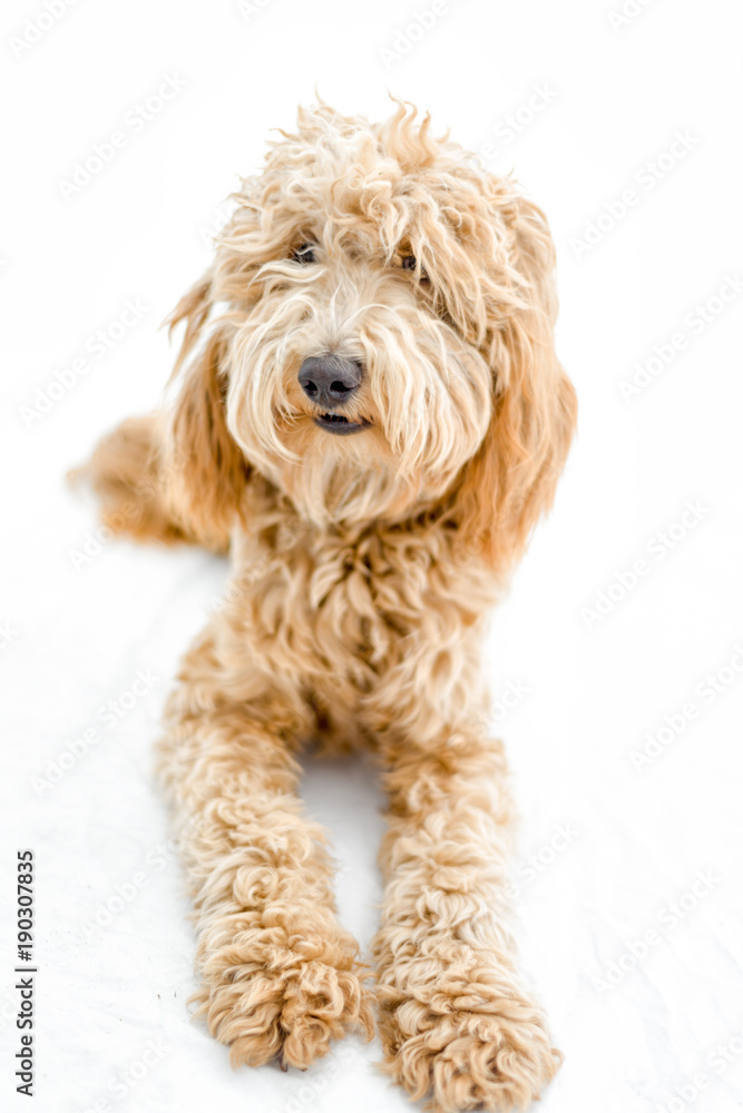 Sweet Labradoodle Puppy