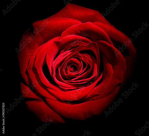 close up of roses on white background