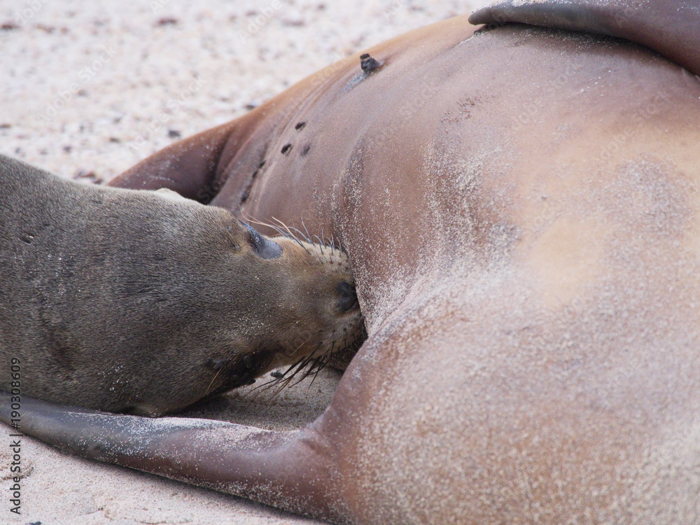 Fototapeta premium Galápagos sea lion (Zalophus wollebaeki)