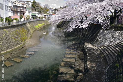 横浜市大岡川プロムナードの桜