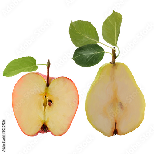 Illustration of apple and pear