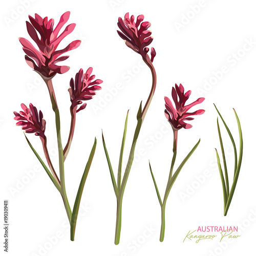 Pink Flowering Kangaroo Paw Realistic Vector