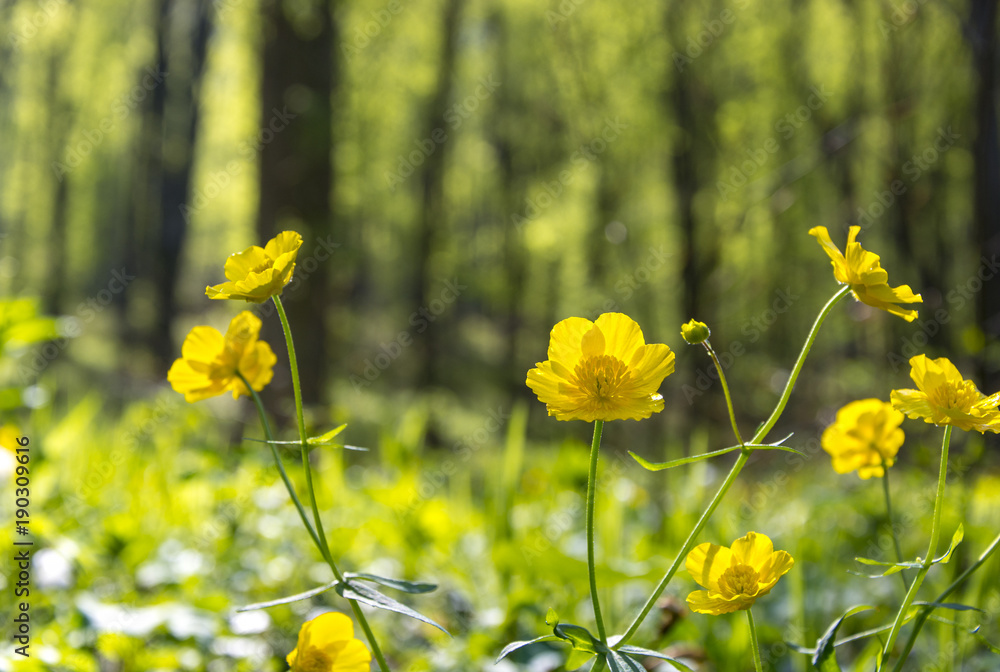 Yellow flowers in green forest during springtime Yellow flowers in green forest during springtime