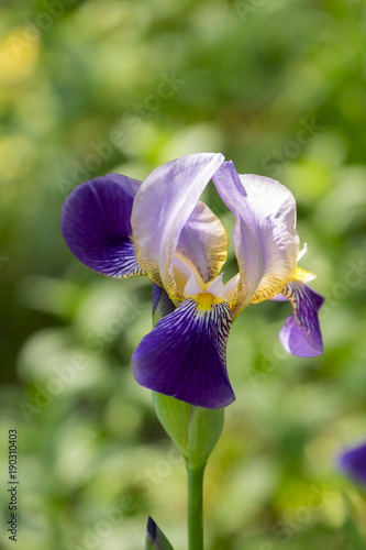 Fototapeta Naklejka Na Ścianę i Meble -  Deutsche Schwertlilie (Iris ×germanica)