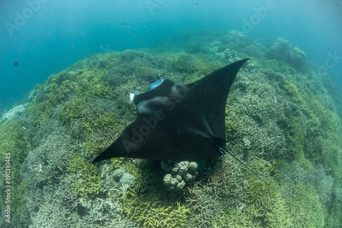 Manta Ray at Cleaning Station in Yap photo