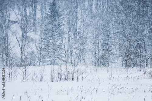 Snow covered forest in winter
