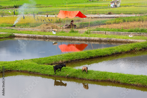 Rice fields with mirror reflection at,located at Harau Valley,mountains and rice fields at Sumatra island, Indonesia