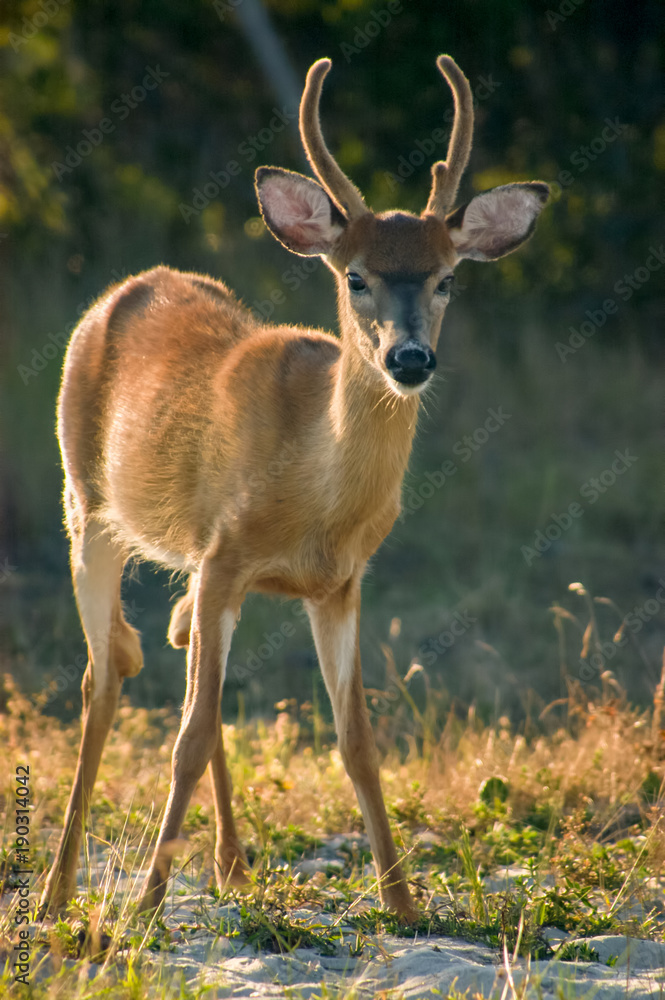 Obraz premium White-tailed Deer