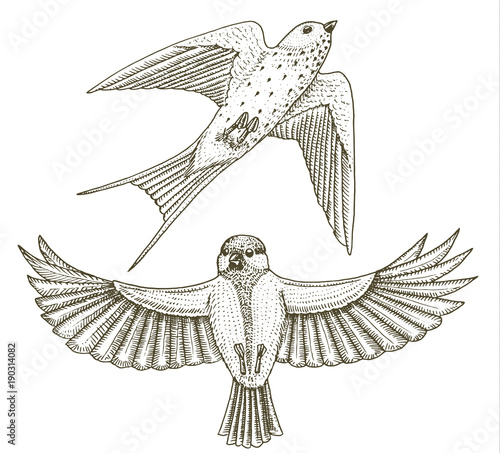 Small birds of barn swallow or martlet and parus or titmouse or great tit in Europe. Exotic tropical animal icons. Use for wedding, party. engraved hand drawn in old sketch.
