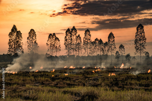 The twilight scene of fire burning of rice straw after harvest season. for prepare the new crop