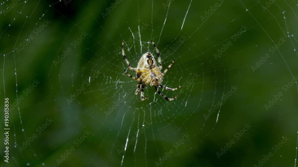 Close up Orb-weaver Spider on spiderweb Close up Orb-weaver Spider on spiderweb