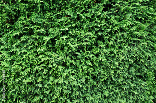 Thuja Background