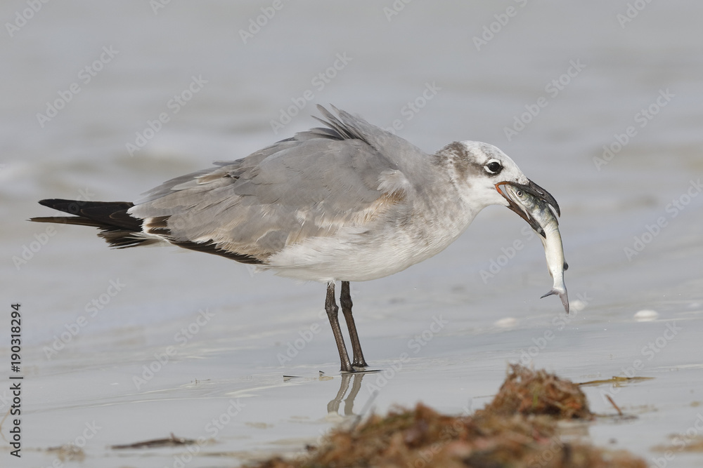 Fototapeta premium Immature Laughing Gull eating a dead goatfish scavenged on the beach - Florida