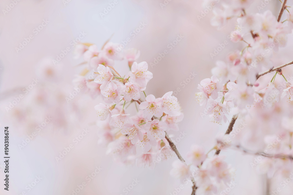 Cherry blossom pink flowers , Cherry flowers in small clusters on a cherry  tree branch on pink background foto de Stock | Adobe Stock