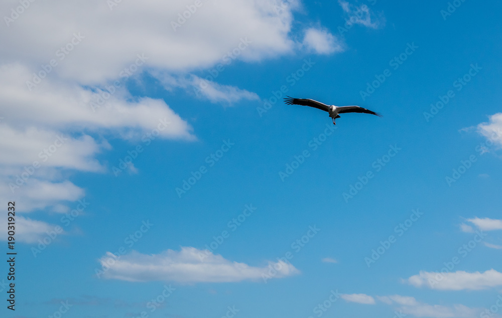 Beautiful Australian Ibis in flight