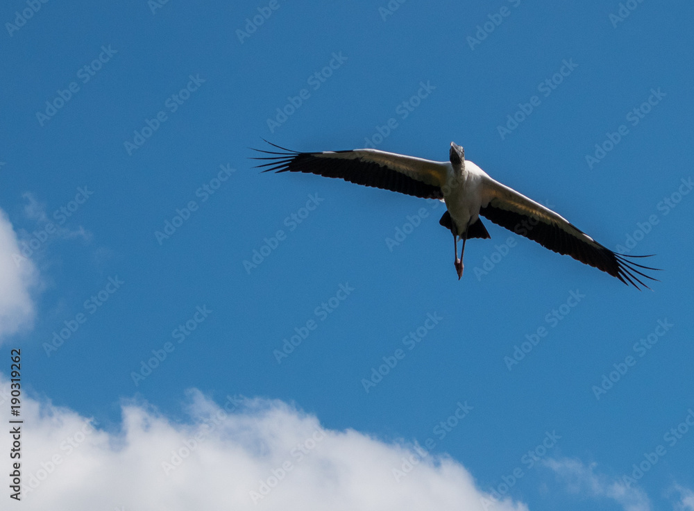 Beautiful Australian Ibis in flight Beautiful Australian Ibis in flight