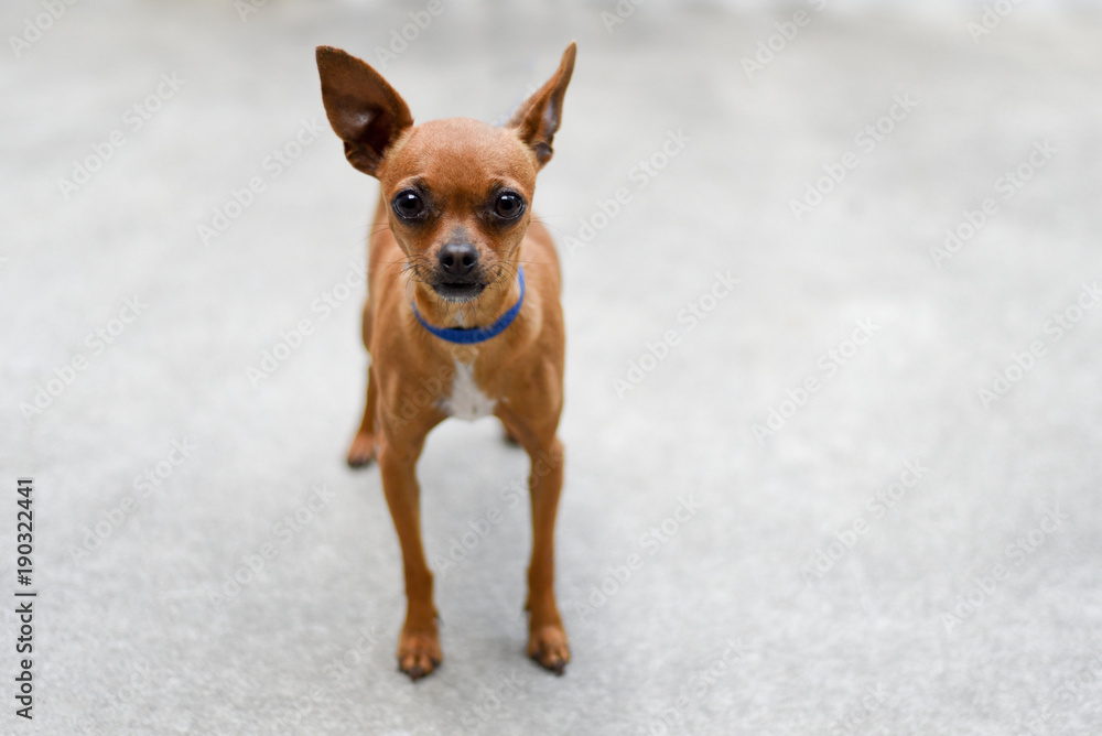 Small light brown chihuahua dog standing outside Stock Photo | Adobe Stock