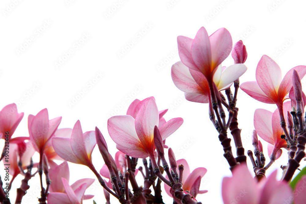 Pink frangipani flowers