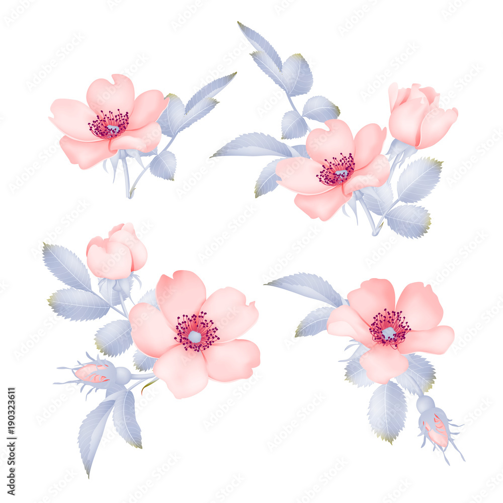 Obraz premium Dog-rose blooms. wild rose vector set