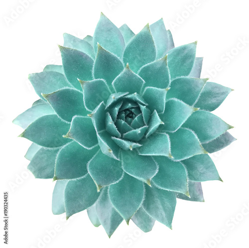Succulent Isolated on White Background