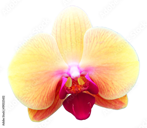 Orchid Isolated on White Background